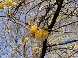 yellow flowers on a plum tree on a sunny day