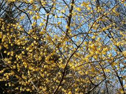 Plum Robin Flowers