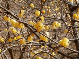Plum Robin Flowers