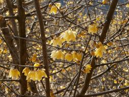 Plum Robin Flowers