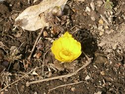Close-up of the beautiful, yellow Amur Adonis flower in sunlight