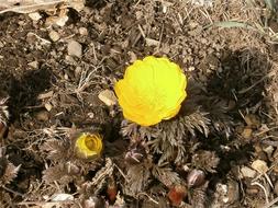 Amur Adonis Far East flower