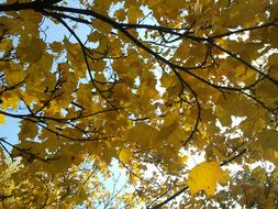 Leaves Maple tree