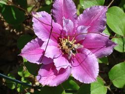 closeup photo of open violet Clematis Flower