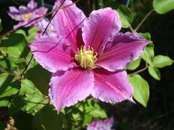 goodly Clematis Flower