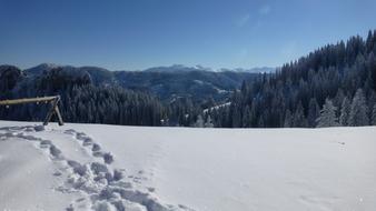 Winter Snowy Forest In Mountains