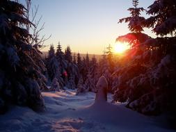 Winter Sun at forest