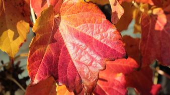 closeup photo of red Autumn Leaves