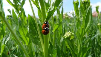 mating ladybugs on green plants