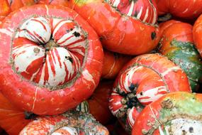 Orange Pumpkins harvest at Fall