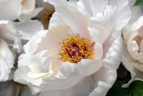 white Flowers Pollen