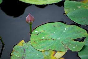 lily bud among green leaves on water