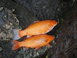 Fishes Koi Dead close-up