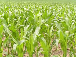 Field Bright Green plant