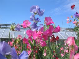 pink Valleys Sweet Pea Flowers