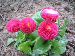 pink Bellis Flowers Spring