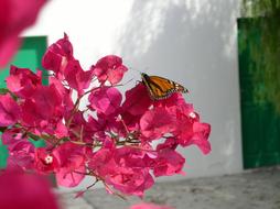 extraordinarily beautiful Bloom and Butterfly