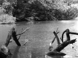 black and white photo of tree branches in the river