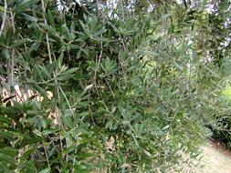 Beautiful, green olive trees, on the landscape