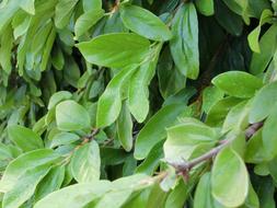 green Leaves herbs