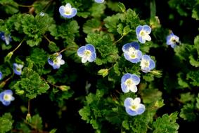 magnificent Flowers Wild