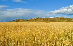 landscape of Rural Corn Field at autumn