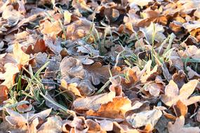 frozen brown autumn leaves