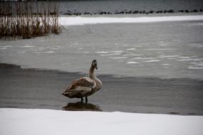 Swan at Lake Water