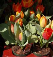 colorful tulips in flower pots in the sun