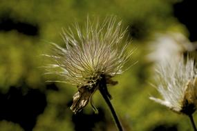 Meadow Autumn Flight seed