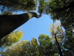 tall green trees, bottom view