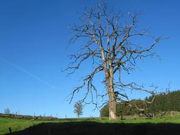 Tree Gnarled Log
