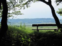 bench under the trees in the meadow