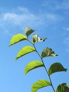 branch with green leaves in the bright sun