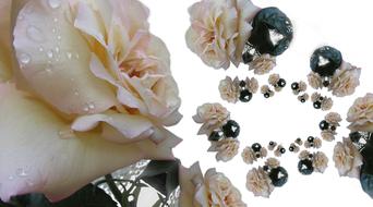 rose flower with water drop