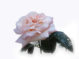 incredibly beautiful cute Rose Flower