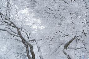 Frosty Tree at Winter