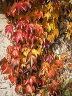 Colorful Vine Autumn leaves