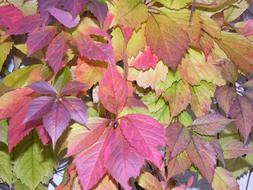 Colourful Autumn Leaves