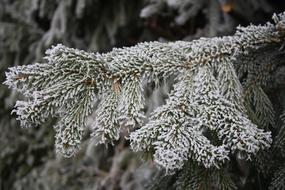 Ripe Winter Hoarfrost