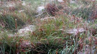 Spin Spider Webs close-up