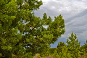 Close-up of the beautiful and colorful Christmas tree with cones, under the blue sky with clouds