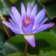 extraordinarily beautiful Lily Water Purple