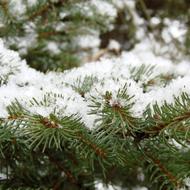 spruce branches in the snow close up