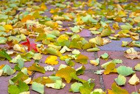 Colorful and beautiful, shiny autumn leaves on the ground