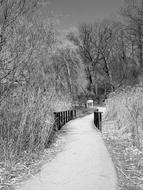 Beautiful, black and white landscape of the park, with the walk and bridge, among the plants