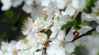 Spring Sunshine branches