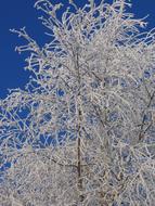 Frost Birch Ripe tree