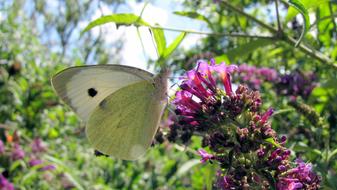 White Butterfly on lilac flowers