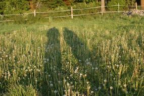 Shadow Light Outline on grass